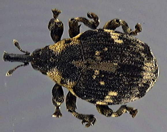 Hadroplontus trimaculatus